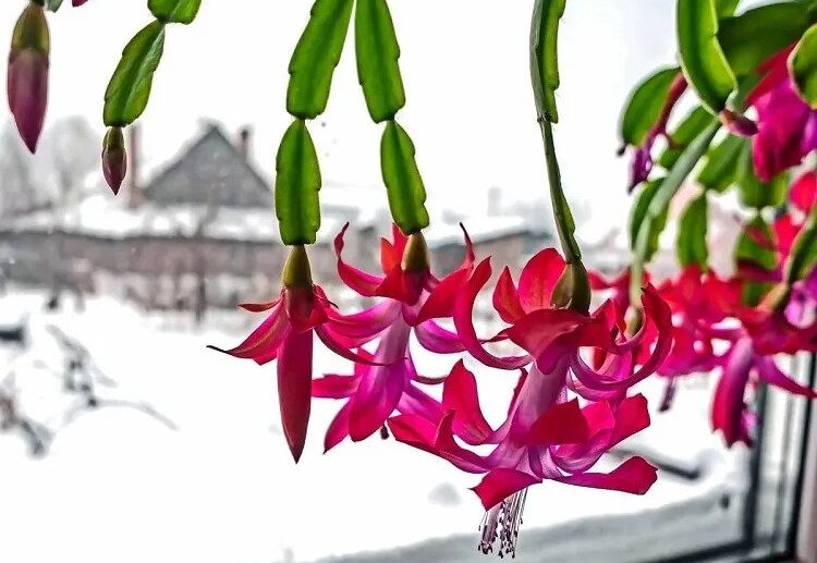 Is-Christmas-cactus-afraid-of-frost-How-to-care-for-it