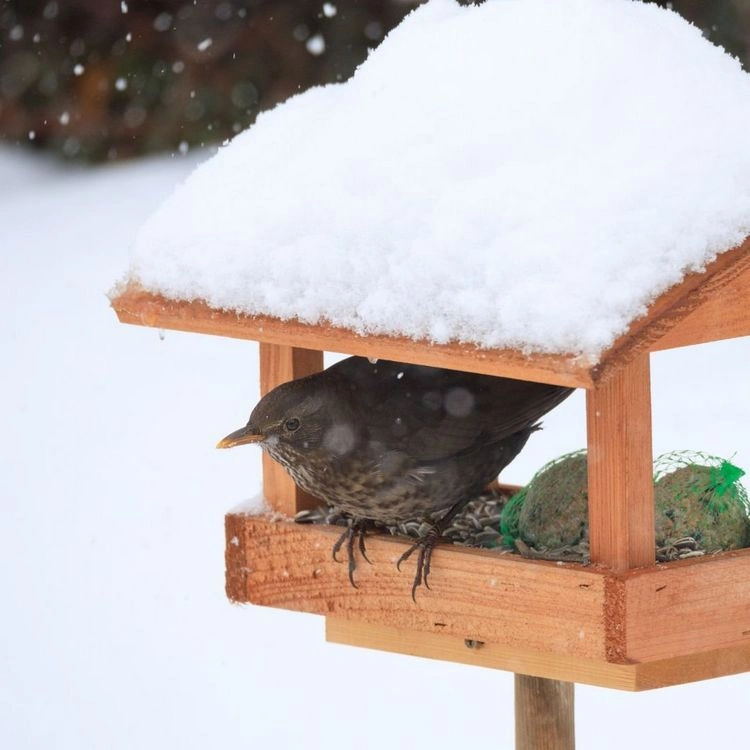 Offer the best birdseed to the feathered friends