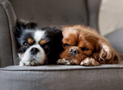 The-Ultimate-Guide-To-Caring-for-a-Puppy