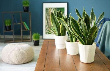 air purifying snake plant bedroom indoor house and garden healthy natural