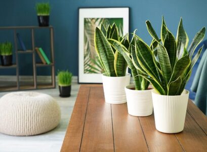 air purifying snake plant bedroom indoor house and garden healthy natural