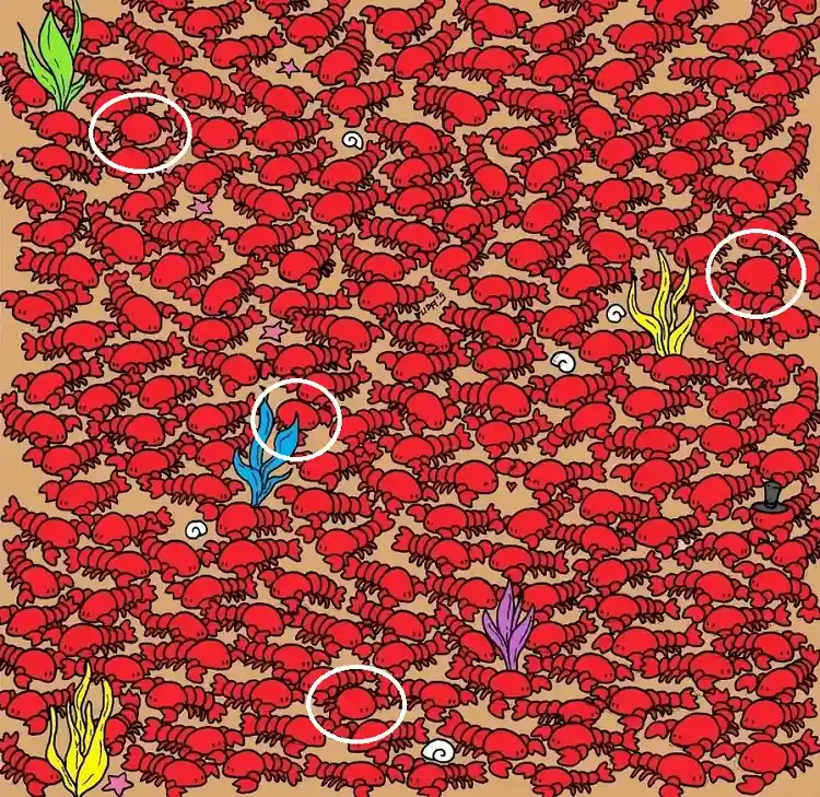 answer 3 hidden crabs among the lobsters hard test vision optival obesravtion skills mind trick