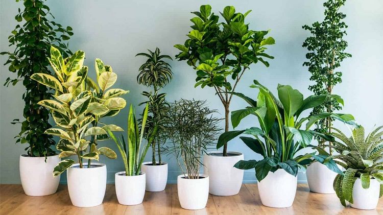 best houseplants indoor plants air purifying healthy way of living