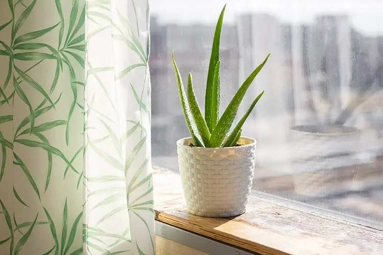 best plants for our home air purifying aloe vera natural health healing