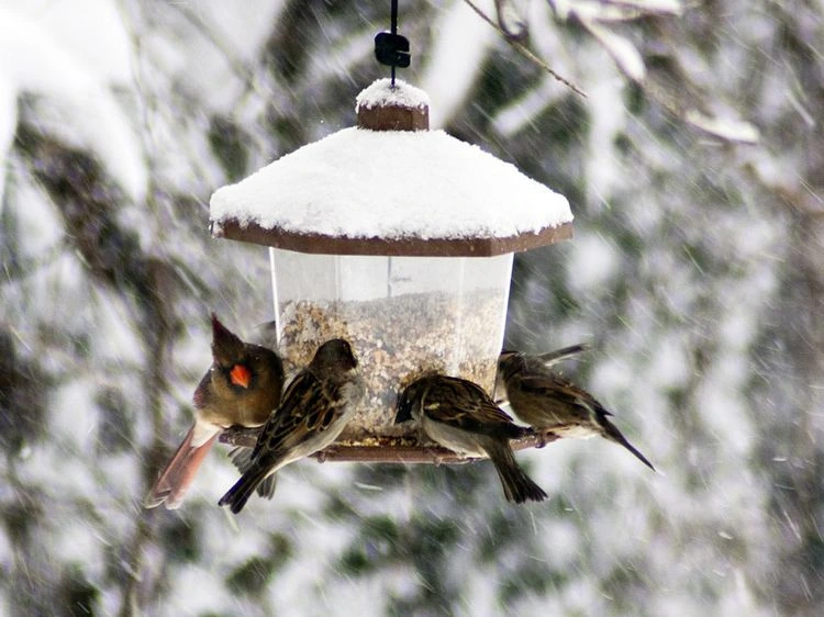 birds need food in winter