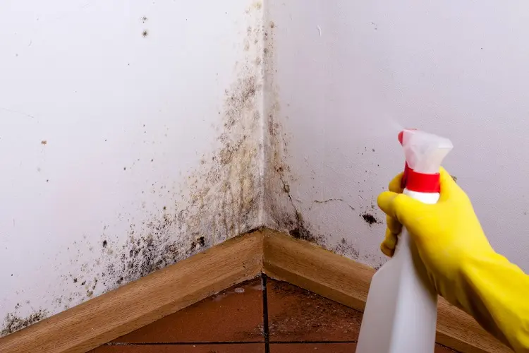 bleach and water solution cleaning mold of the walls how to get rid of mold mildew