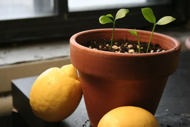 can we grow lemon seeds