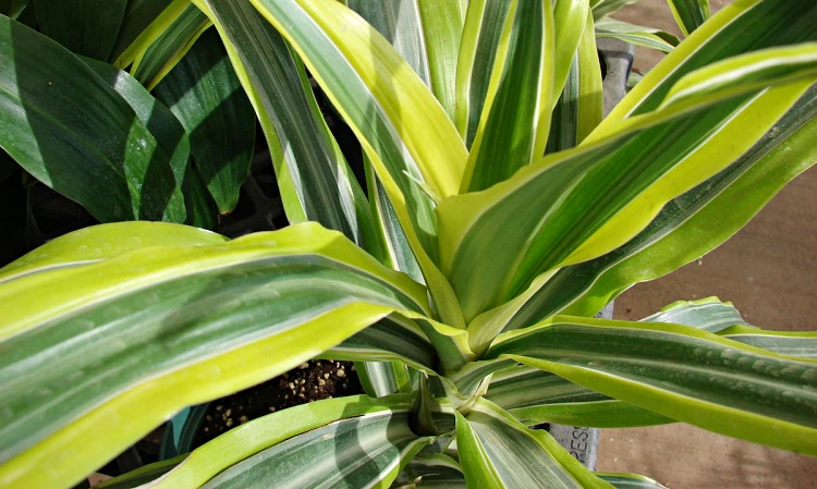 characteristics of Dracaena Fragrans green sword-shaped leaves good air purifier
