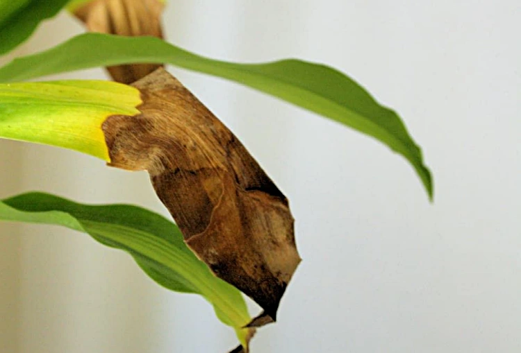 difficulties in growing dracaena fragrans at home yellowing leaves
