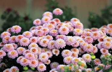 do mums have to be covered for frost pink chrysanthemum at bloom