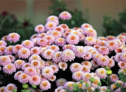 do mums have to be covered for frost pink chrysanthemum at bloom