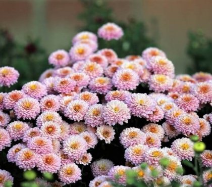 do mums have to be covered for frost pink chrysanthemum at bloom