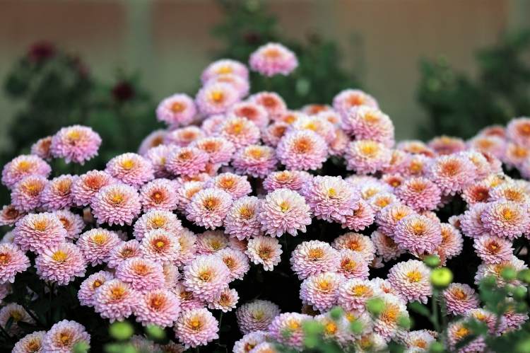 do mums have to be covered for frost pink chrysanthemum at bloom