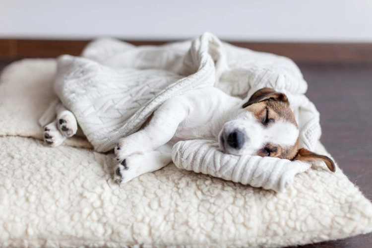 dog bedding and blankets wash frequently flea prevention
