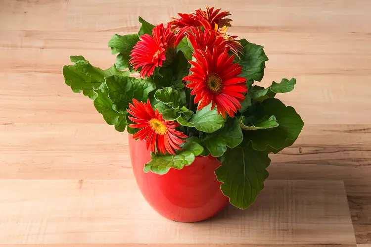 gerbera daisy air purifying house plants to fresh air and space health
