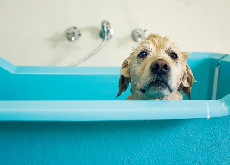 golden-retriever-dog-in-bath-flea-protection