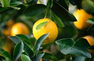 how-to-care-for-a-potted-lemon-tree