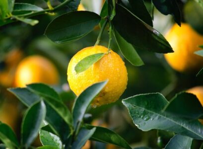 how-to-care-for-a-potted-lemon-tree