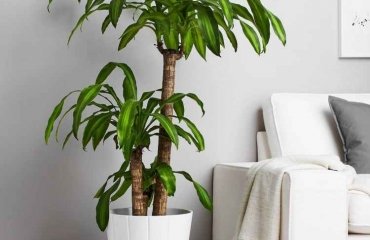 how to care for dracaena fragrans at home basic rules for a healthy plant