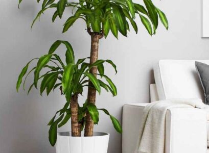 how to care for dracaena fragrans at home basic rules for a healthy plant