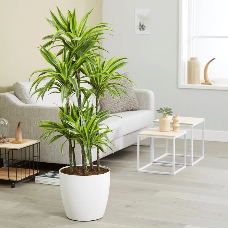 how to care for dracaena fragrans characteristics water light temperature conditions