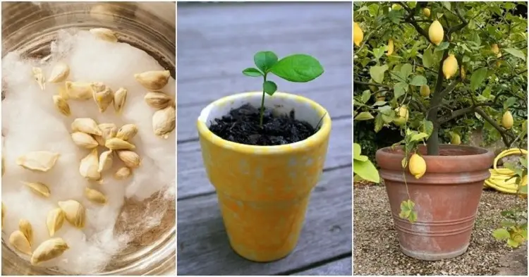 how to germinate lemon seeds in cotton