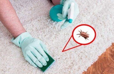 how to get rid of fleas in house home remedies