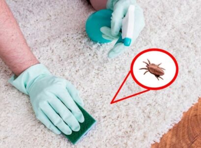 how to get rid of fleas in house home remedies