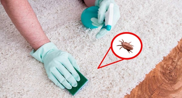 how to get rid of fleas in house home remedies