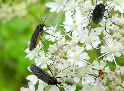 how-to-get-rid-of-gnats-in-houseplants