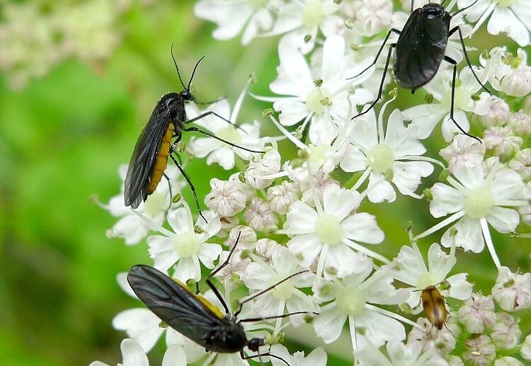 how-to-get-rid-of-gnats-in-houseplants