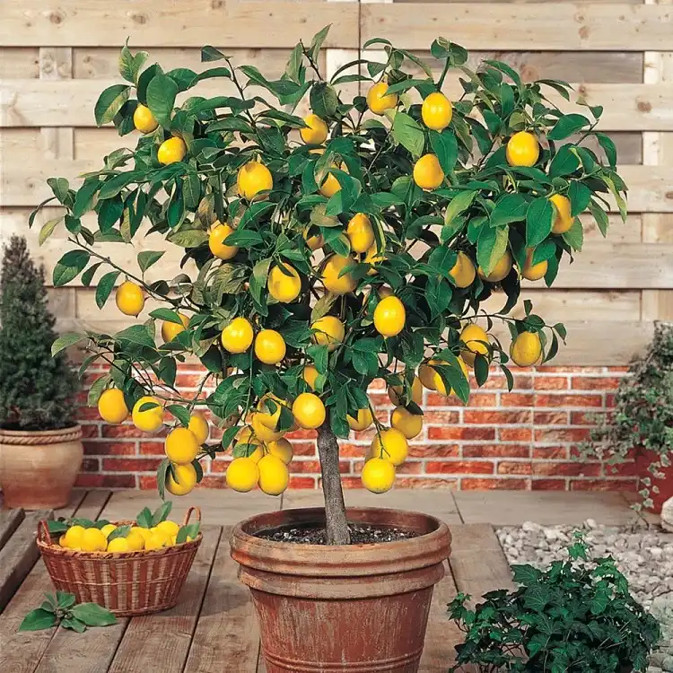 grow a lemon tree from lemon seeds