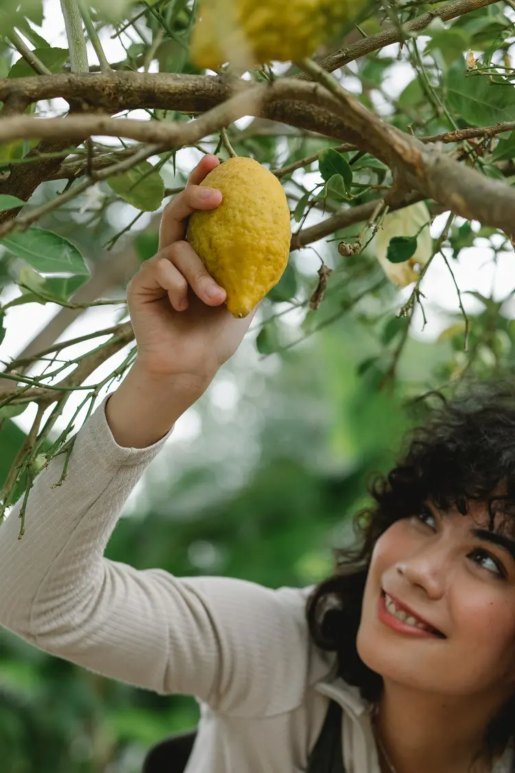 how to grow lemon tree seeds