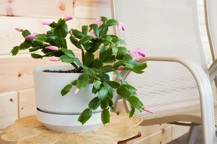 how to make your christmas cactus bloom tips and tricks Schlumbergera symbol of the festive period