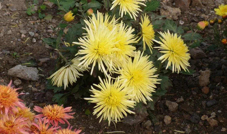 how to protect mums in winter yellow garden chrysanthemum