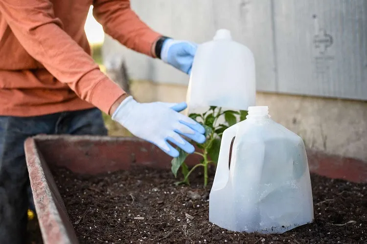 how to protect plants from frost_protecting plants from frost