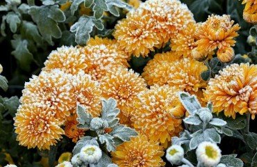 how to protect plants from frost_protection for plants from frost