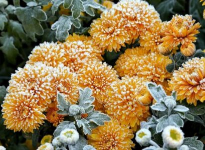 how to protect plants from frost_protection for plants from frost