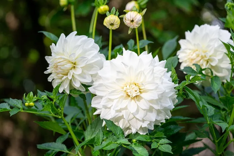 how to protect tender perennials_how to protect dahlias from the cold