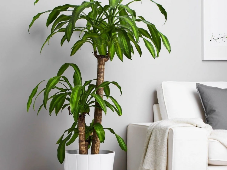 humidity levels at home misting indoor plants good drainage system
