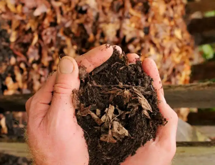 leaf mulch natural fertilizer for soil improvement