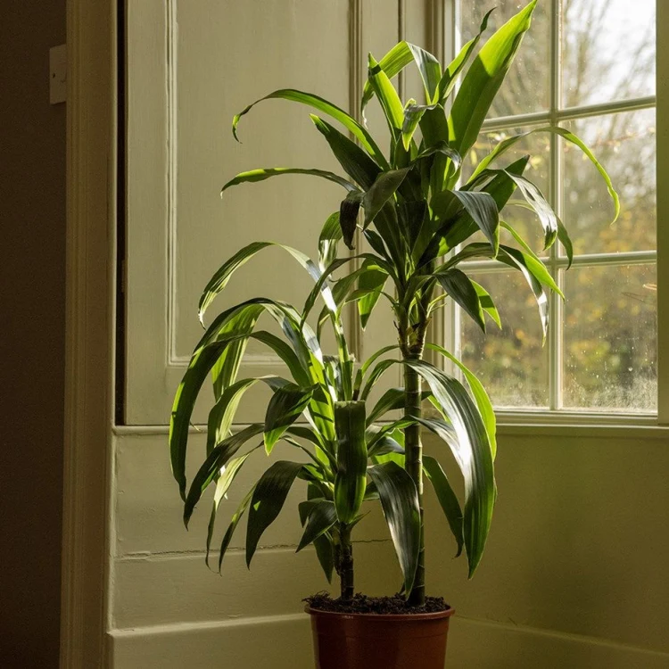 light specificities growing dracaena indoors close to windows