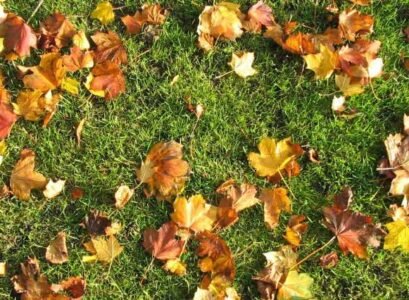 mulching leaves into lawn soil nutrients protecting plant roots
