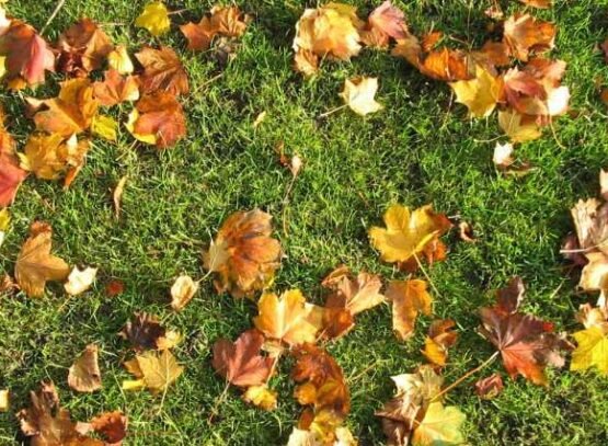 mulching leaves into lawn soil nutrients protecting plant roots