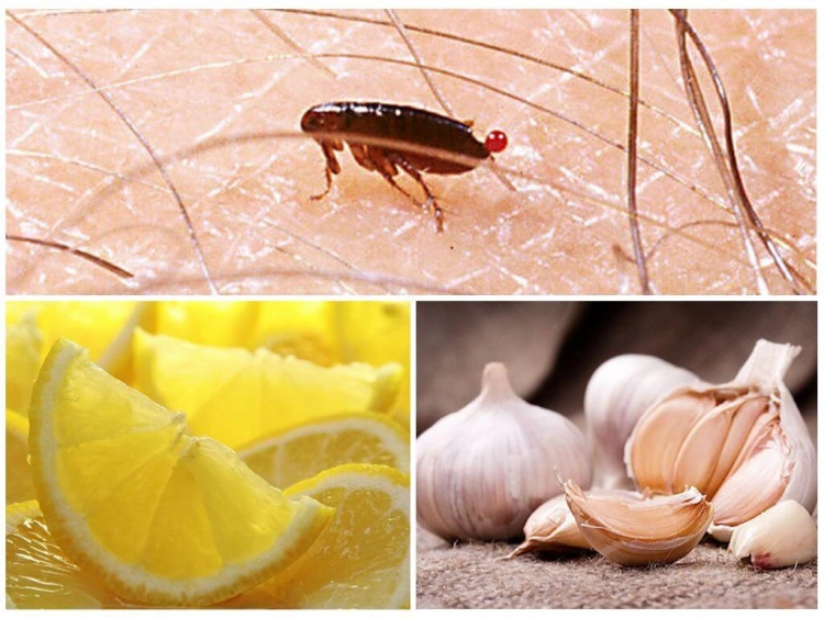 natural home remedies for fighting fleas lemon garlic vinegar baking soda