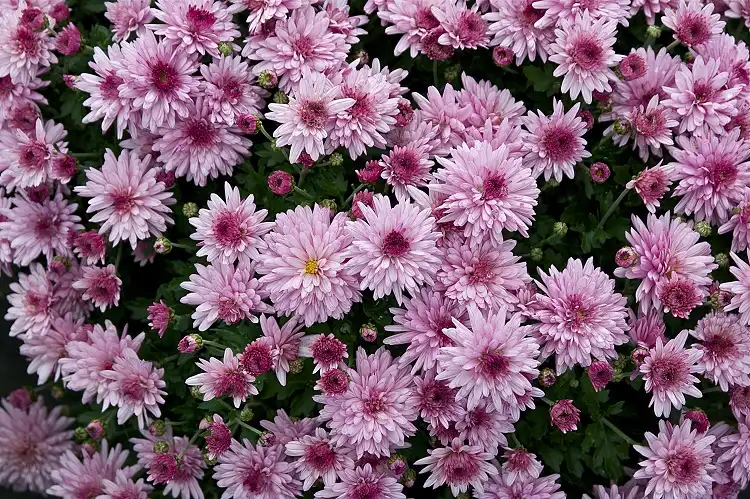 pink and purple chrysanthemum mums plant air purifying health indoor