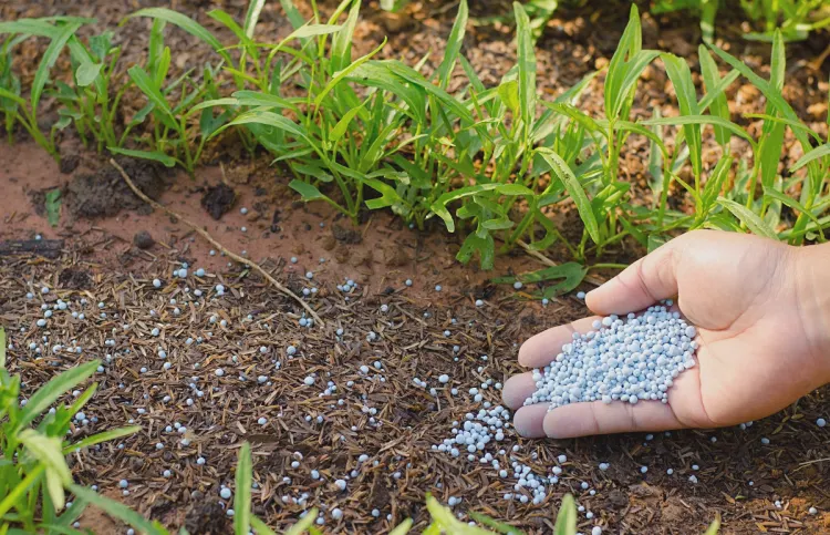 putting organic mineral fertilizer for thriving soil