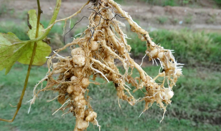 root-knot nematode serious plant disease
