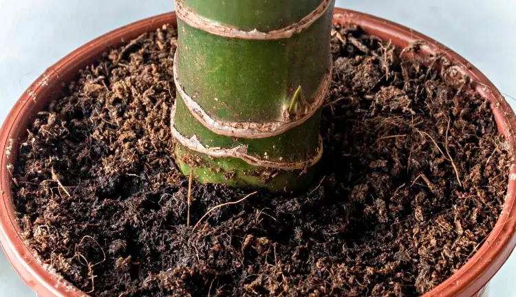 fertilizantes de suelo para cultivar dracaena fragrans en casa planta saludable
