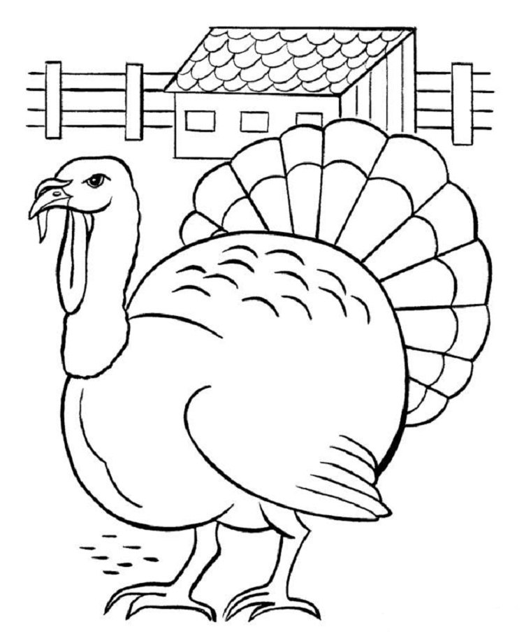 turkey coloring for kids and adults fun activity thanksgiving